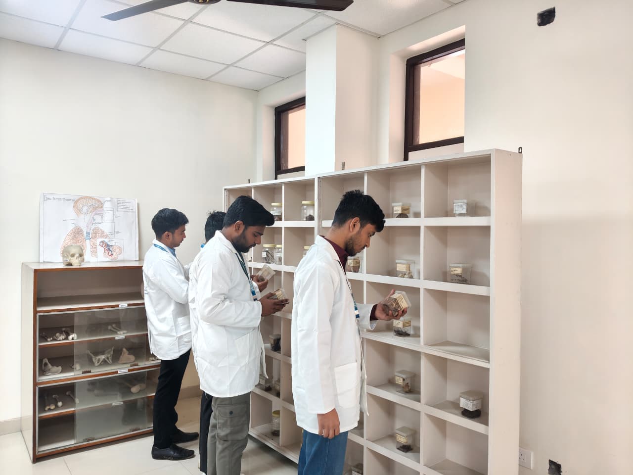 Museum exhibit and herbarium